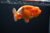 Juvenile Lionchu  Red White 3.5 Inch (ID#415R11b-16) Free2Day SHIPPING