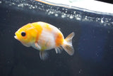 Baby Ranchu  Sakura 3 Inch (ID#1018R9c-53) Free2Day SHIPPING