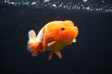 Juvenile Lionchu  Red White 3.5 Inch (ID#415R11b-16) Free2Day SHIPPING
