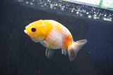 Baby Ranchu  Sakura 3 Inch (ID#1018R9c-53) Free2Day SHIPPING