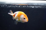 Baby Ranchu  Sakura 3 Inch (ID#1018R9c-53) Free2Day SHIPPING