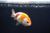 Baby Ranchu  Sakura 3 Inch (ID#1018R9c-53) Free2Day SHIPPING