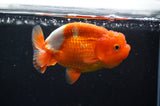 Juvenile Lionchu  Red White 3.5 Inch (ID#415R11b-16) Free2Day SHIPPING