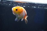 Baby Ranchu  Sakura 3 Inch (ID#1018R9c-53) Free2Day SHIPPING