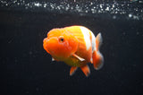 Juvenile Lionchu  Red White 3.5 Inch (ID#415R11b-16) Free2Day SHIPPING