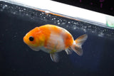 Baby Ranchu  Sakura 3 Inch (ID#1018R9c-53) Free2Day SHIPPING