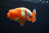 Juvenile Lionchu  Red White 3.5 Inch (ID#415R11b-16) Free2Day SHIPPING