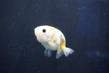 Baby Ranchu  Calico 2.5 Inch (ID#1018R9c-54) Free2Day SHIPPING