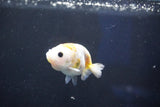 Baby Ranchu  Calico 2.5 Inch (ID#1018R9c-54) Free2Day SHIPPING