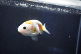 Baby Ranchu  Calico 2.5 Inch (ID#1018R9c-54) Free2Day SHIPPING