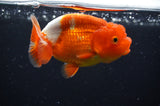 Juvenile Lionchu  Red White 3.5 Inch (ID#415R11b-16) Free2Day SHIPPING