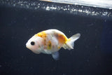 Baby Ranchu  Calico 2.5 Inch (ID#1018R9c-54) Free2Day SHIPPING