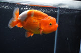 Juvenile Lionchu  Red White 3.5 Inch (ID#415R11b-16) Free2Day SHIPPING