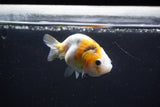 Baby Ranchu  Calico 2.5 Inch (ID#1018R9c-54) Free2Day SHIPPING