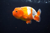 Juvenile Lionchu  Red White 3.5 Inch (ID#415R11b-16) Free2Day SHIPPING