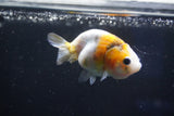 Baby Ranchu  Calico 2.5 Inch (ID#1018R9c-54) Free2Day SHIPPING