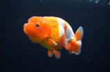 Juvenile Lionchu  Red White 3.5 Inch (ID#415R11b-16) Free2Day SHIPPING