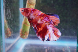 Giant Nemo Koi Galaxy  Plakat Male Betta (ID#801-M601) Free2Day SHIPPING