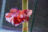 Giant Nemo Koi Galaxy  Plakat Male Betta (ID#801-M601) Free2Day SHIPPING