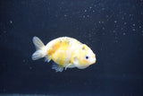 Baby Ranchu  Calico 2.5 Inch (ID#1018R9c-55) Free2Day SHIPPING