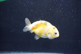 Baby Ranchu  Calico 2.5 Inch (ID#1018R9c-55) Free2Day SHIPPING