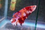 Giant Nemo Koi Galaxy  Plakat Male Betta (ID#801-M601) Free2Day SHIPPING