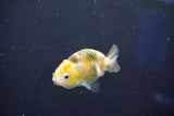 Baby Ranchu  Calico 2.5 Inch (ID#1018R9c-55) Free2Day SHIPPING