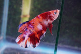 Giant Nemo Koi Galaxy  Plakat Male Betta (ID#801-M601) Free2Day SHIPPING