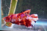 Giant Nemo Koi Galaxy  Plakat Male Betta (ID#801-M601) Free2Day SHIPPING