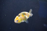 Baby Ranchu  Calico 2.5 Inch (ID#1018R9c-55) Free2Day SHIPPING