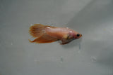 White    Crowntail Female Betta (ID#801-F120) Free2Day SHIPPING