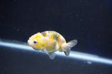 Baby Ranchu  Calico 2.5 Inch (ID#1018R9c-55) Free2Day SHIPPING