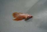 White    Crowntail Female Betta (ID#801-F120) Free2Day SHIPPING