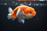 Juvenile Lionchu  Red White 3.5 Inch (ID#415R11b-17) Free2Day SHIPPING