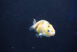 Baby Ranchu  Calico 2.5 Inch (ID#1018R9c-55) Free2Day SHIPPING