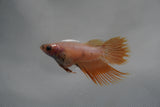 White    Crowntail Female Betta (ID#801-F120) Free2Day SHIPPING