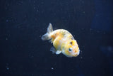 Baby Ranchu  Calico 2.5 Inch (ID#1018R9c-55) Free2Day SHIPPING