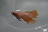 White    Crowntail Female Betta (ID#801-F120) Free2Day SHIPPING