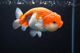 Juvenile Lionchu  Red White 3.5 Inch (ID#415R11b-17) Free2Day SHIPPING