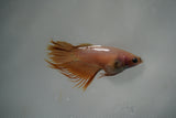 White    Crowntail Female Betta (ID#801-F120) Free2Day SHIPPING