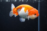 Juvenile Lionchu  Red White 3.5 Inch (ID#415R11b-17) Free2Day SHIPPING