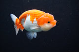 Juvenile Lionchu  Red White 3.5 Inch (ID#415R11b-17) Free2Day SHIPPING