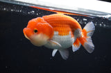 Juvenile Lionchu  Red White 3.5 Inch (ID#415R11b-17) Free2Day SHIPPING