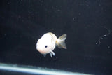 Baby Ranchu  Calico 2.5 Inch (ID#1018R9c-56) Free2Day SHIPPING