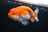Juvenile Lionchu  Red White 3.5 Inch (ID#415R11b-17) Free2Day SHIPPING