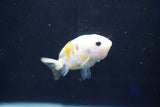 Baby Ranchu  Calico 2.5 Inch (ID#1018R9c-56) Free2Day SHIPPING