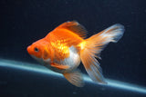 Ryukin Long Tail Red White 5 Inch (ID#1227Ry7b-2) Free2Day SHIPPING