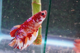 Giant Nemo Koi  Galaxy Plakat Male Betta (ID#801-M603) Free2Day SHIPPING