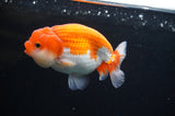 Juvenile Lionchu  Red White 3.5 Inch (ID#415R11b-17) Free2Day SHIPPING