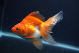 Ryukin Long Tail Red White 5 Inch (ID#1227Ry7b-2) Free2Day SHIPPING